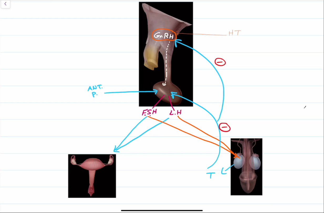 <ul><li><p>Both are very low/absent in prepubecent males and females.</p></li><li><p>Gonadotropin-releasing hormone from the hypothalamus encourages the release of FSH and LH from the anterior pituitary gland.</p></li><li><p>FSH stimulates gamete production in both males and females.</p></li><li><p>LH encourages the production of testosterone from the testes, and ovulation from the ovaries.</p></li><li><p>Regulated by a negative feedback loop, in which gonadotropins will eventually travel through the blood, back to the hypothalamus, and will cease production.</p></li></ul><p></p>