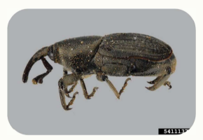 <p>Common name: </p><p>Scientific name:</p><p>Damage:</p>