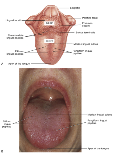 <ul><li><p>also known as the base of the tongue</p></li><li><p>the posterior 1/3 </p></li><li><p>attaches to the floor of the mouth</p></li><li><p>does not lie withing the oral cavity but within the oral part of the throat or pharynx</p></li></ul><p></p>
