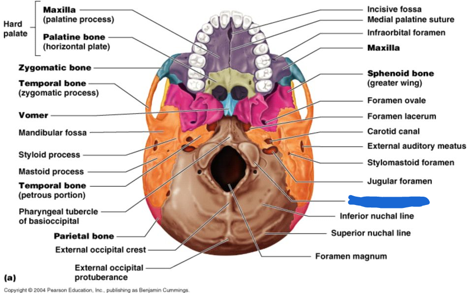 <p>occipital condyle (inferior view)</p>