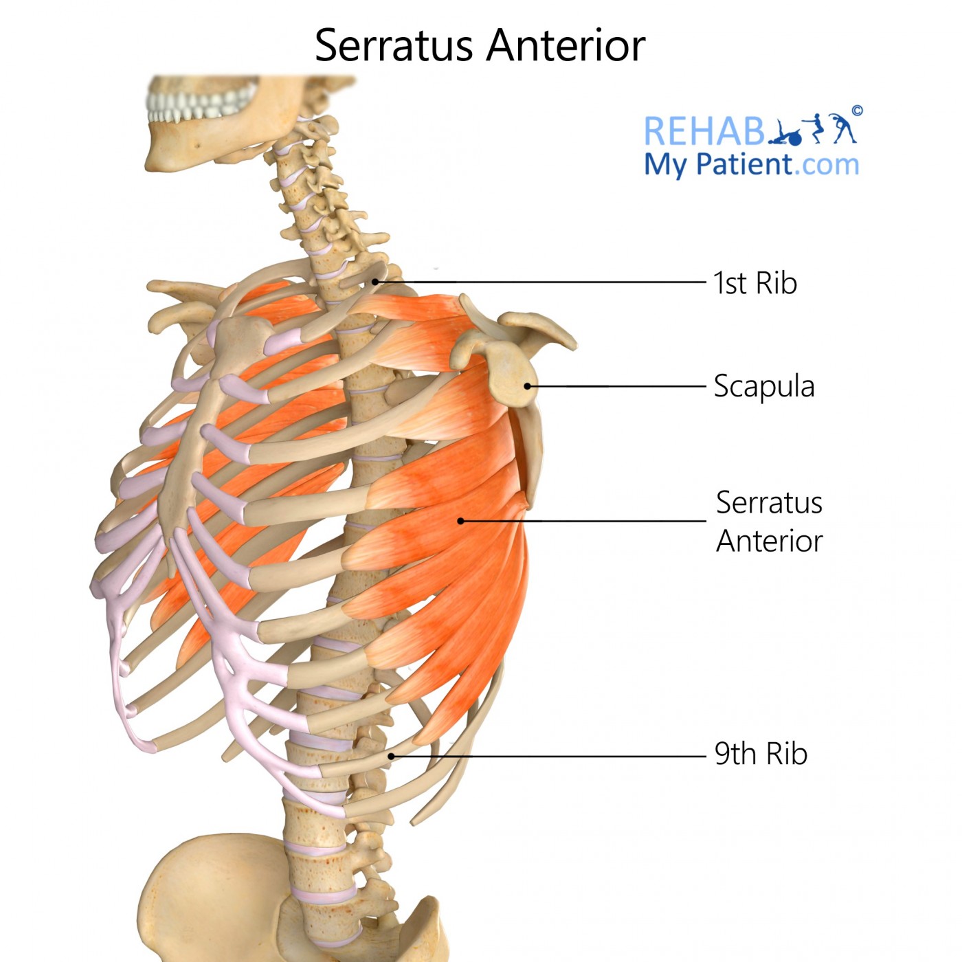 <p>Serratus anterior</p>