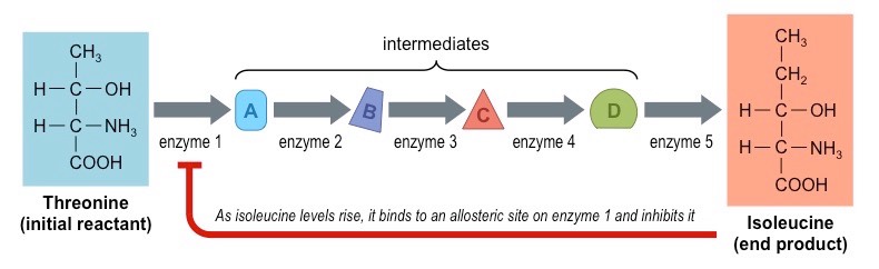 <p>What would happen to the concentrations of the intermediates if enzyme 3 were inhibited?</p>