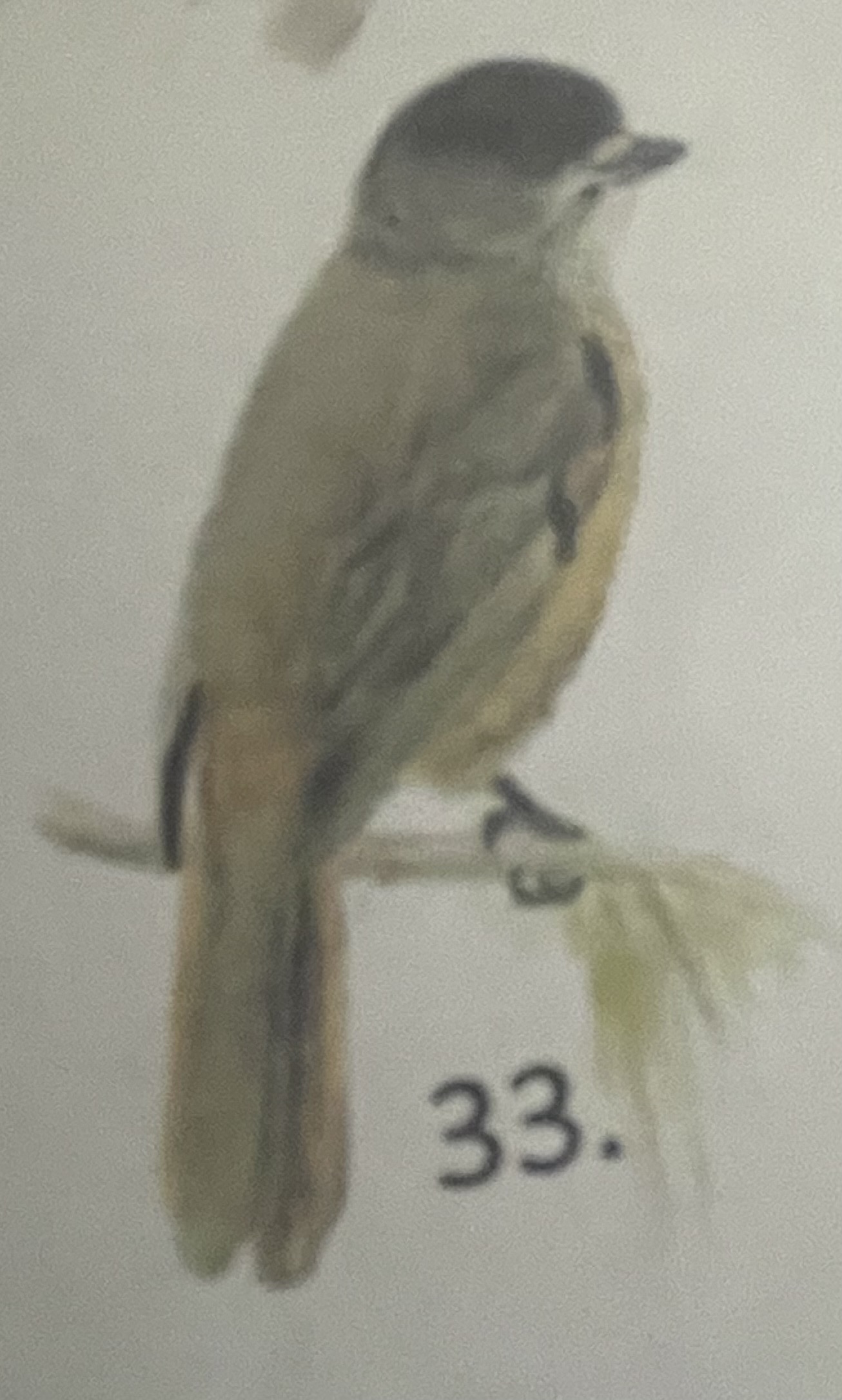 <p>mikä eläin</p>