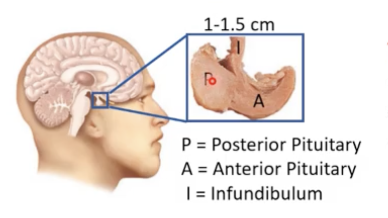 <p>-It is encased by sphenoid bone and consists of 2 anatomically and functionally separates portions in the adult</p><p></p><p>Anterior pituitary components:</p><p>-Pars distalis: hormone producing</p><p>-Pars tuberalis: Sheath from pars distalis and winds around infundiblium</p><p></p><p>Posterior piutuitary components:</p><p>-Pars nervosa: Releases hormones</p><p>-Infundibulum: Neural axons with thier terminals in the pars nervosa </p>