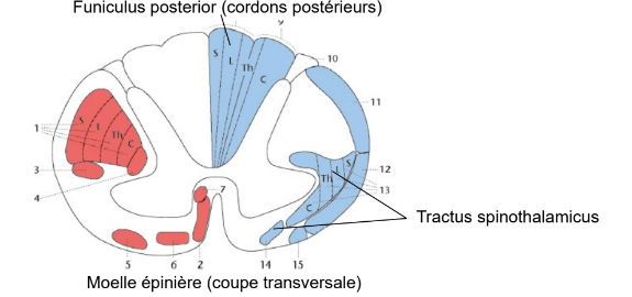 <ul><li><p>Tractus spinothalamicus „sensibilité protopathique“</p><p>température, douleur et perception grossière du toucher</p><p>le plus essentiel pour la vie</p></li><li><p>Voie des cordons postérieurs „sensibilité épicritique“</p><p>perception du toucher fin et proprioception consciente</p></li></ul><p></p>