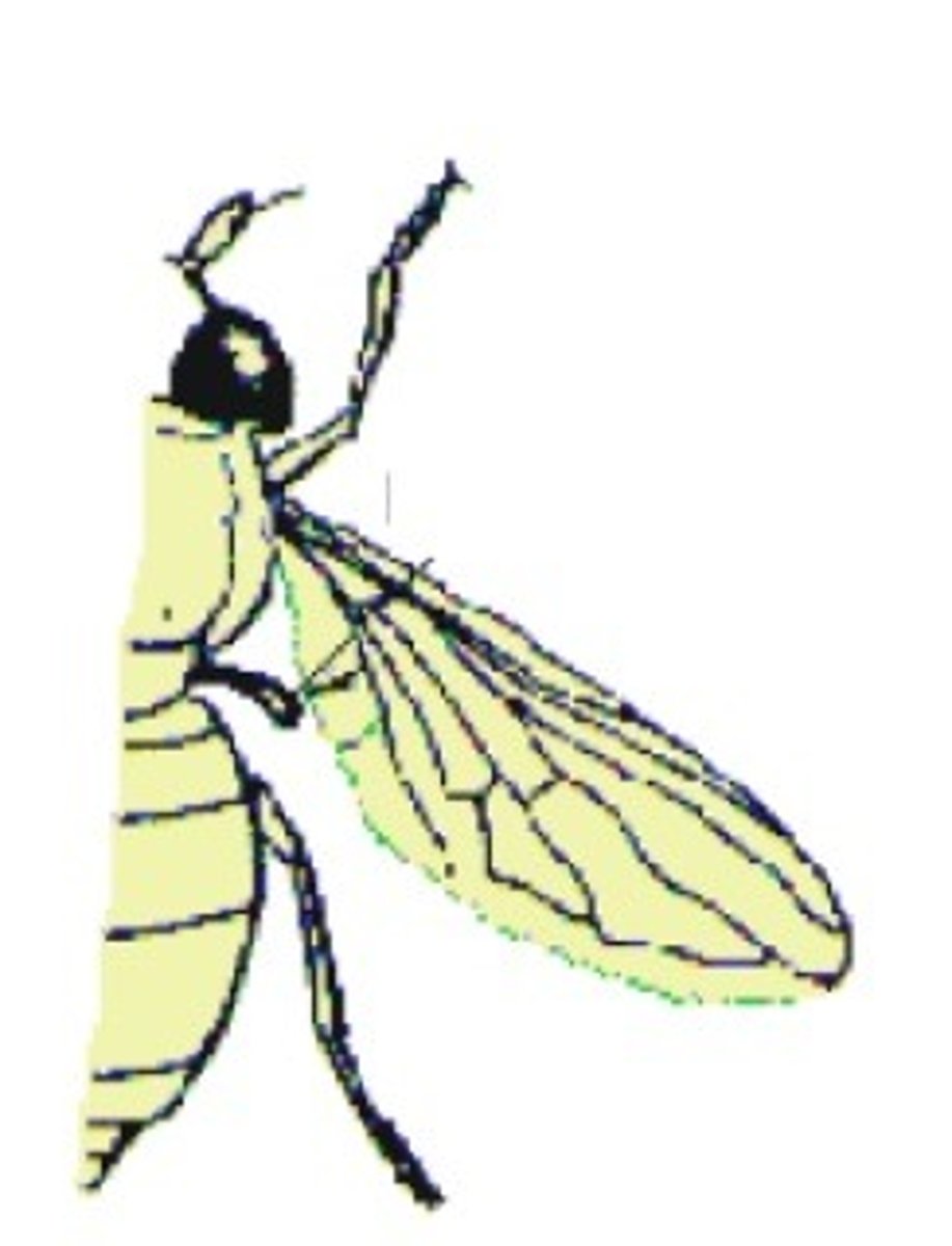 <p>___________________ small, club-like hind wings that serve as gyroscopic stabilizers during flight (Diptera)</p>