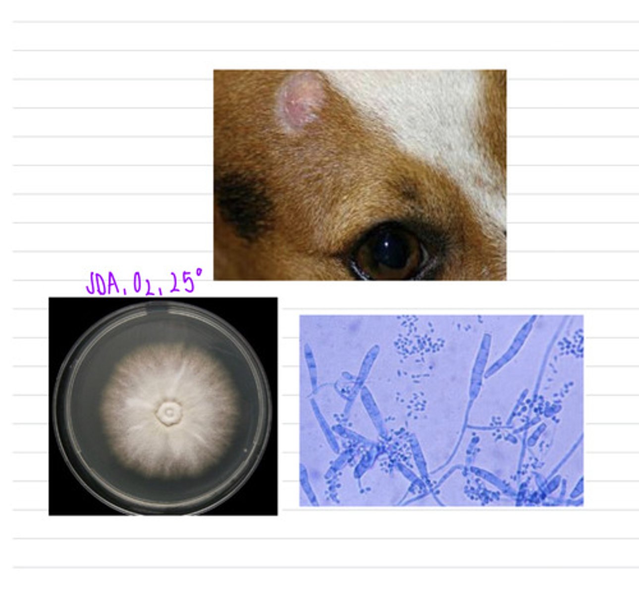 <p>this dog came into the vet with this face lesion. we take a sample and isolate it on SDA at 25 degrees and see these microscopic results.</p><p>what sample should we take?</p><p>what is the diagnosis?</p>
