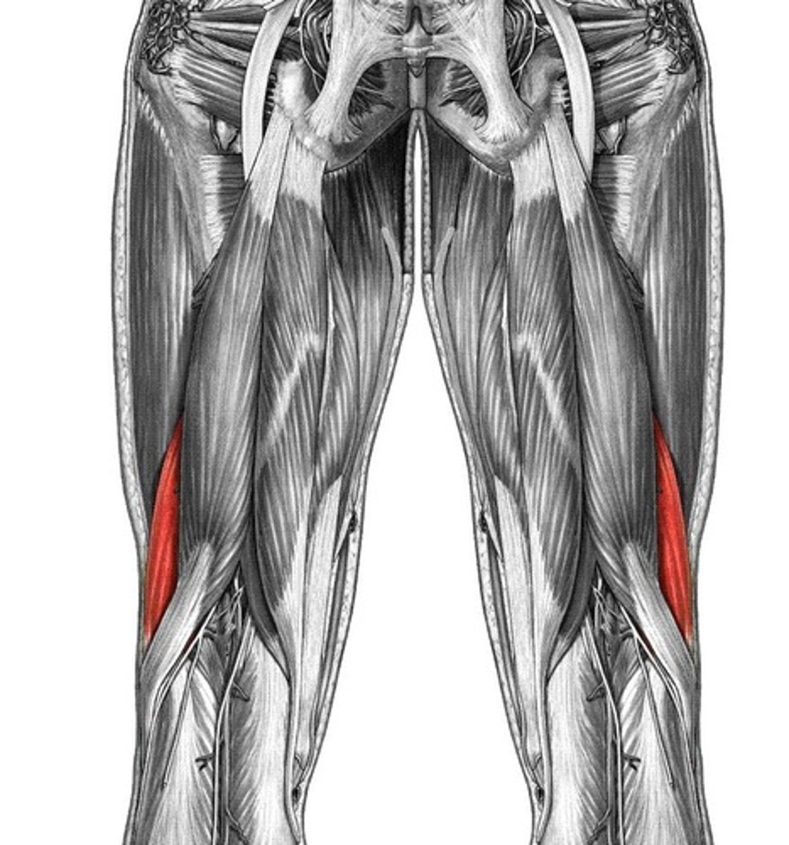 <p>Origin: Linea aspera (femur); Insertion: Head of fibula</p>