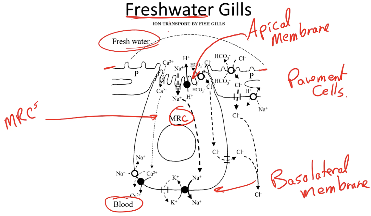 <ul><li><p>The Na<sup>+</sup>/K<sup>+</sup>-ATPase actively pumps Na<sup>+</sup> out of the cell into the blood while bringing K<sup>+</sup> into the cell; the K<sup>+</sup> that enters the cell leaks back into the blood, helping preserve the negative membrane potential</p></li><li><p>Calcium can be transported across the basolateral membrane either by Ca<sup>2+</sup>-ATPase or by a Na<sup>+</sup>/Ca<sup>2+</sup> exchanger (NCX) (uses inward Na<sup>+</sup> gradient as driving force - created by Na<sup>+</sup>/K<sup>+</sup>-ATPase)</p></li><li><p>As Cl<sup>-</sup> accumulates in the cell, it can move across the basolateral membrane through channels such as the Cystic Fibrosis Transmembrane Regulator (CFTR) which is a passive channel</p></li></ul><p></p>