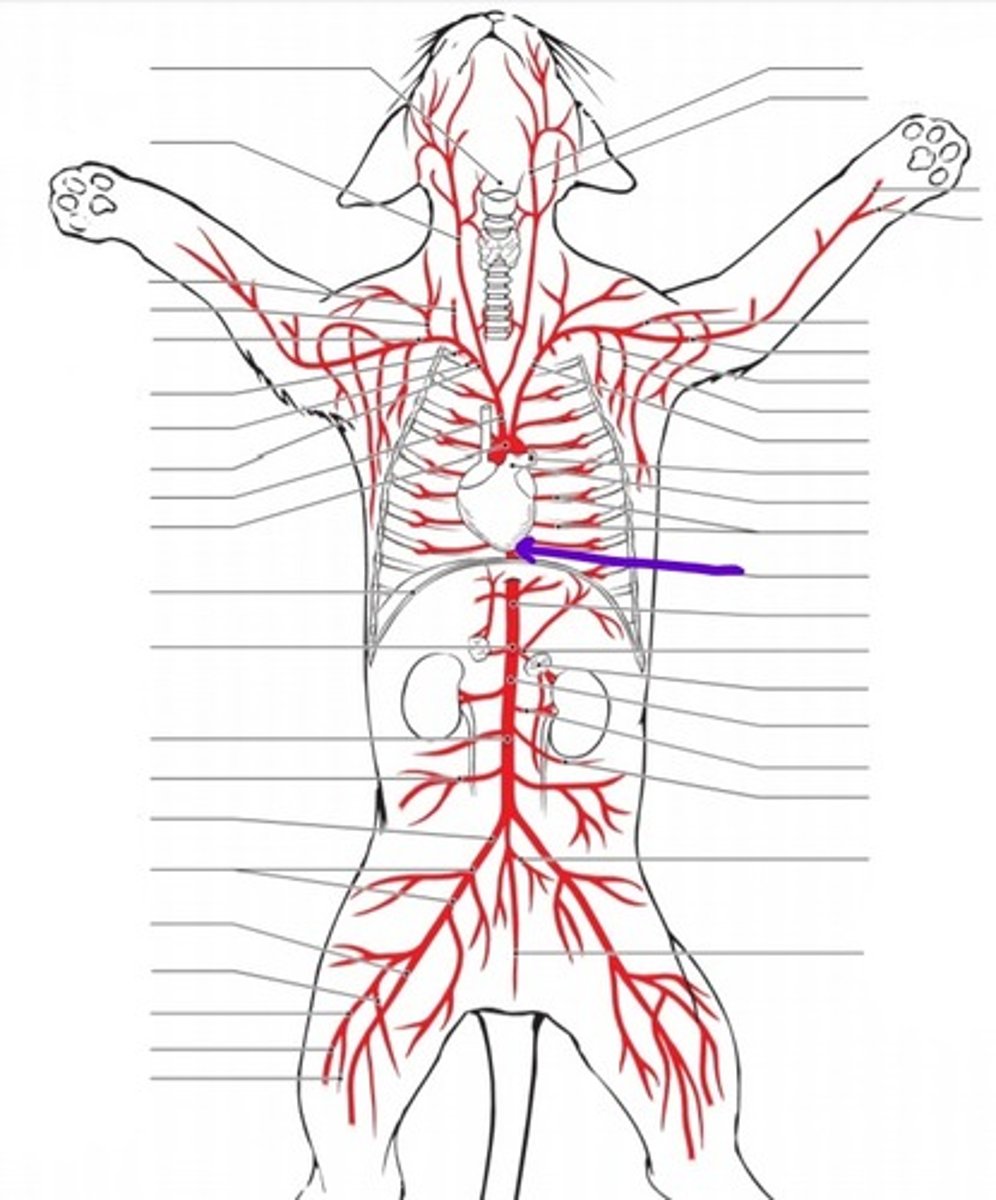 <p>identify the artery</p>