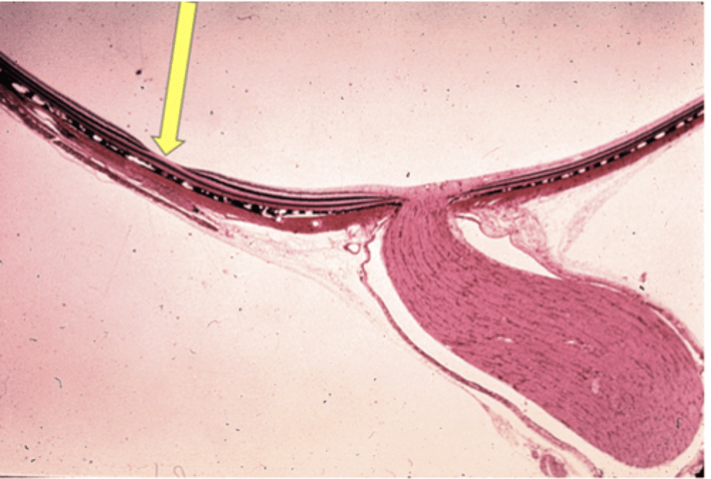 <p>Identify the specific structure</p>