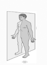 <p>bisects the body into left and right halves</p>
