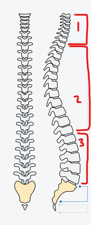 <p>what is the name of section 3 of the spine</p>