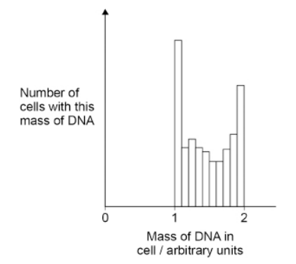 <p>The figure below shows the mass of DNA present in a group of healthy cells </p><p>Use your knowledge of the cell cycle to explain the results shown in the figure. (3) </p>