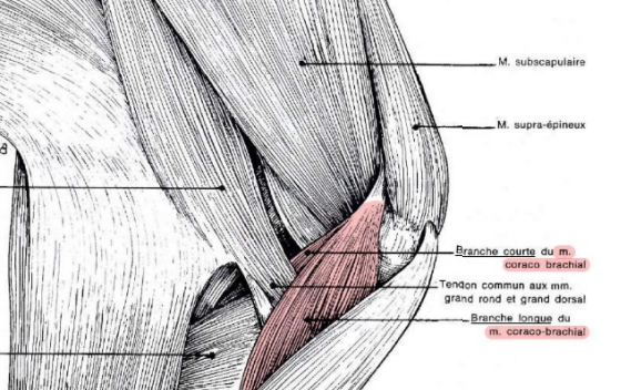 <p>Il est plus grand → 2 branches</p><ul><li><p>Branche <strong>longue</strong> du M. coracobrachialis</p></li><li><p>Branche <strong>courte </strong>du M. coracobrachialis</p></li></ul><p></p>