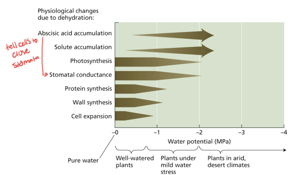 <p>growth and expansion of cells, nutrient transport, cooling, much is lost to evap</p>
