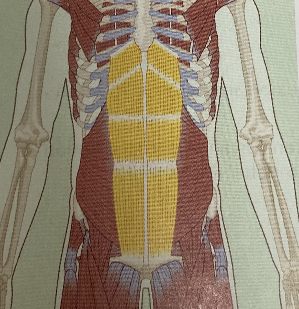 <ul><li><p>category: abdominal musculature</p></li><li><p>origin: pubic symphysis of the pelvis</p></li><li><p>insertion: ribs 5-7 and sternum</p></li><li><p>isolated function: concentric spinal flexion, lateral flexion, and rotation</p></li><li><p>integrated function: eccentric spinal extension, lateral flexion, and rotation</p></li><li><p>stabilizes the LPHC</p></li></ul><p></p>