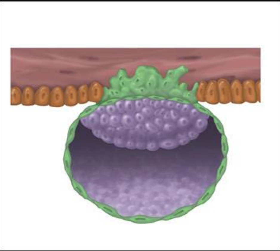 <p>Syncytiotrophoblast</p>