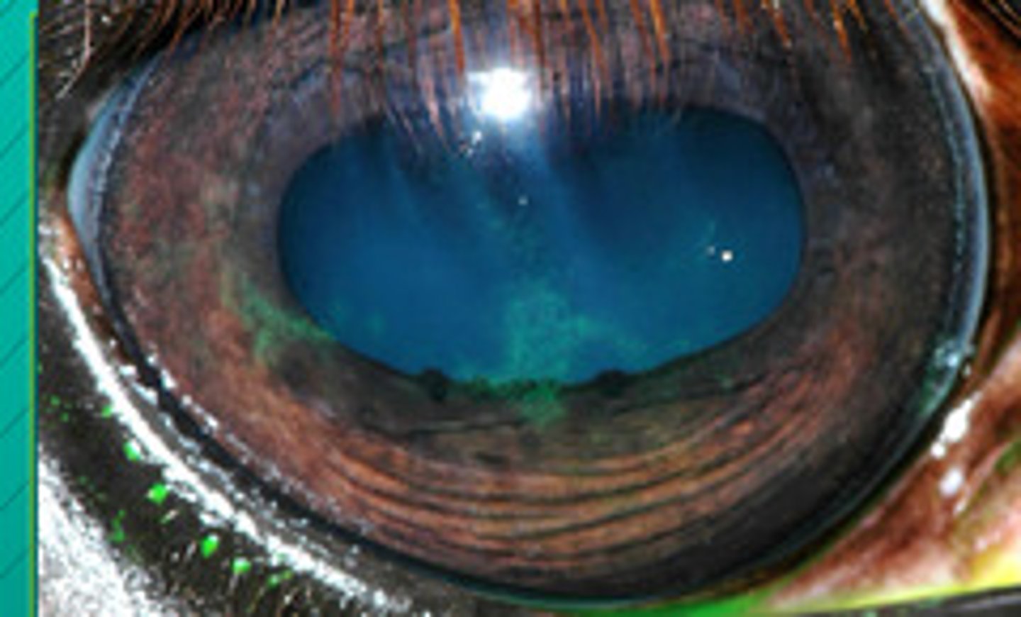 <p>Immune mediated epithelial keratitis is cureable. Name the 2 treatments</p>