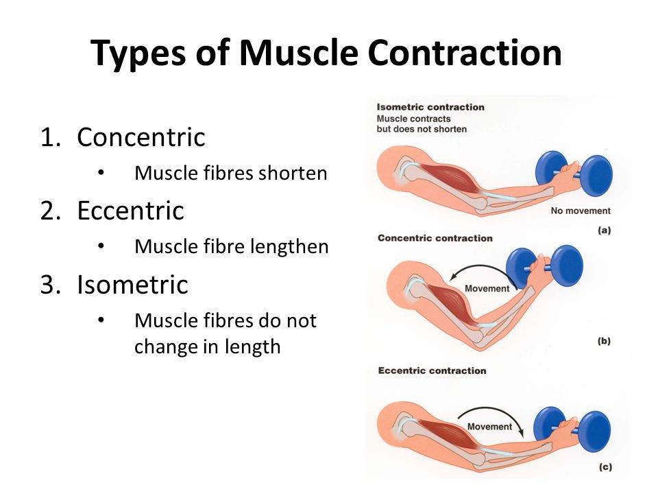 <p>contraction of a muscle <strong>without a change in length</strong> when the muscle produces tension but does not shorten</p><p>ex. important in stabilizing joints and maintaining posture </p>