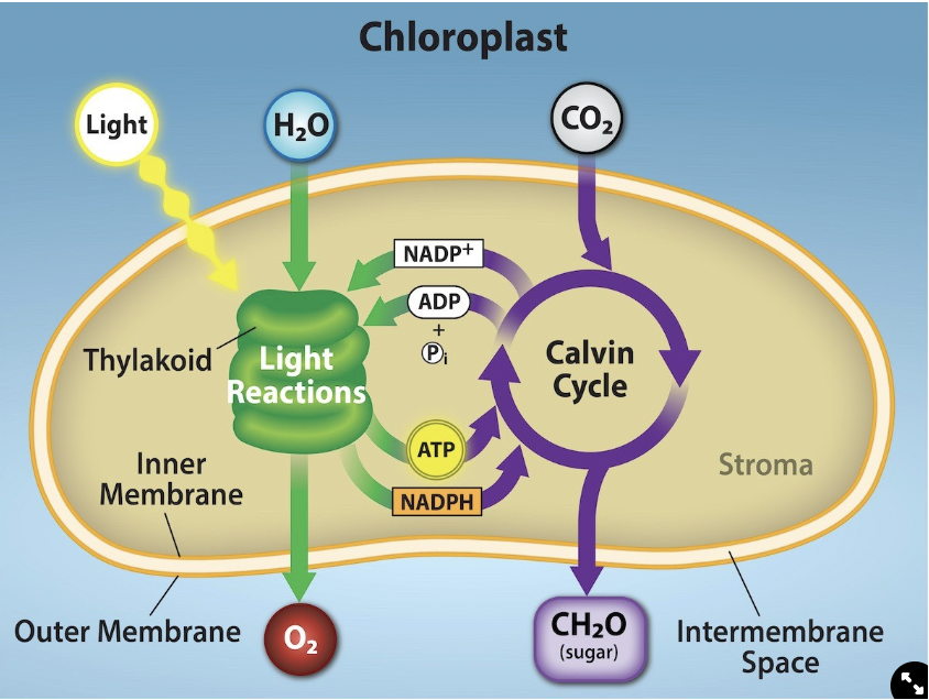 <p>Photosynthesis uses the energy of sunlight to convert water and carbon dioxide (low energy reactants) into high energy oxygen and glucose (products)</p>