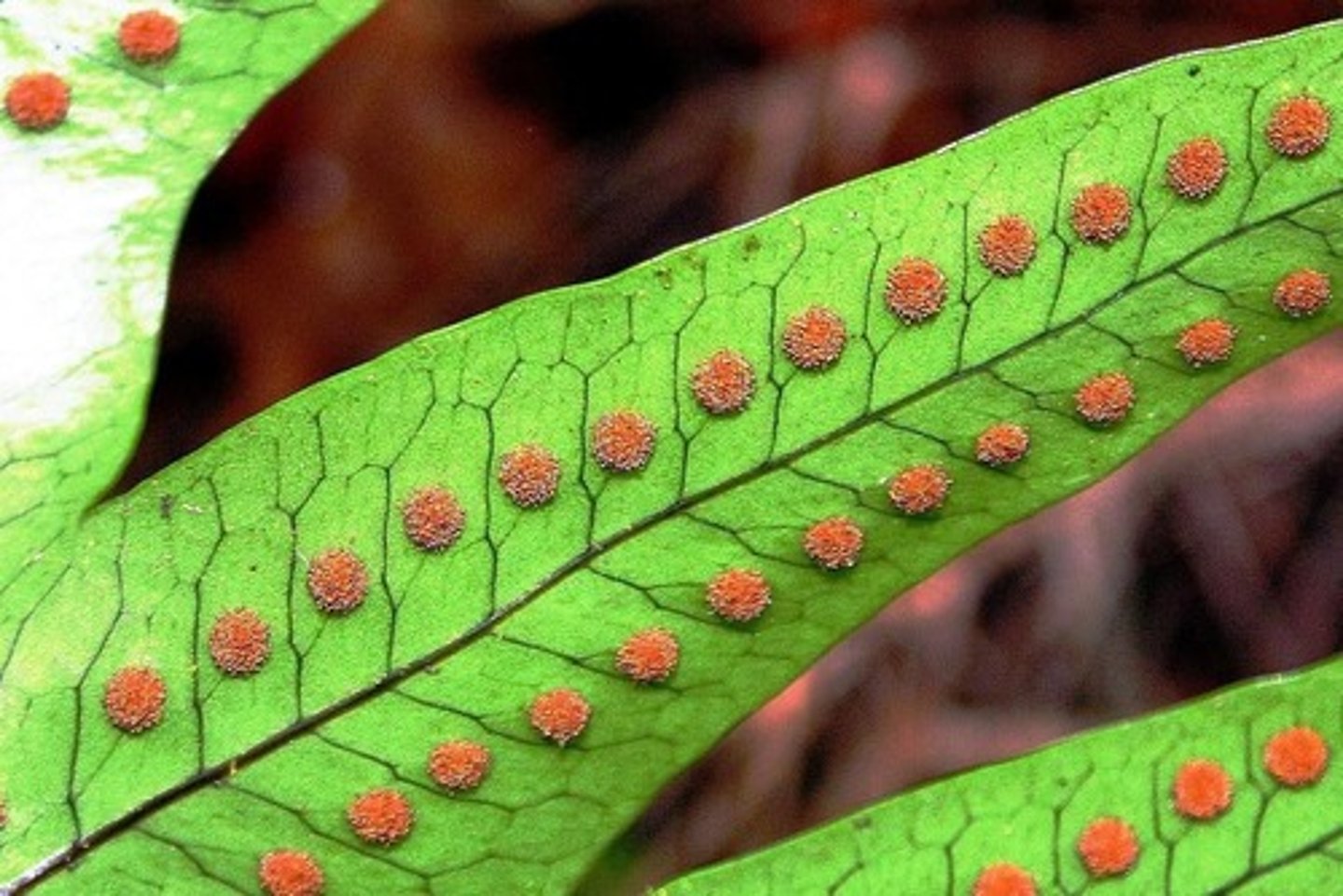 <p>clusters of sporangia on underside of fern sporophyll</p>