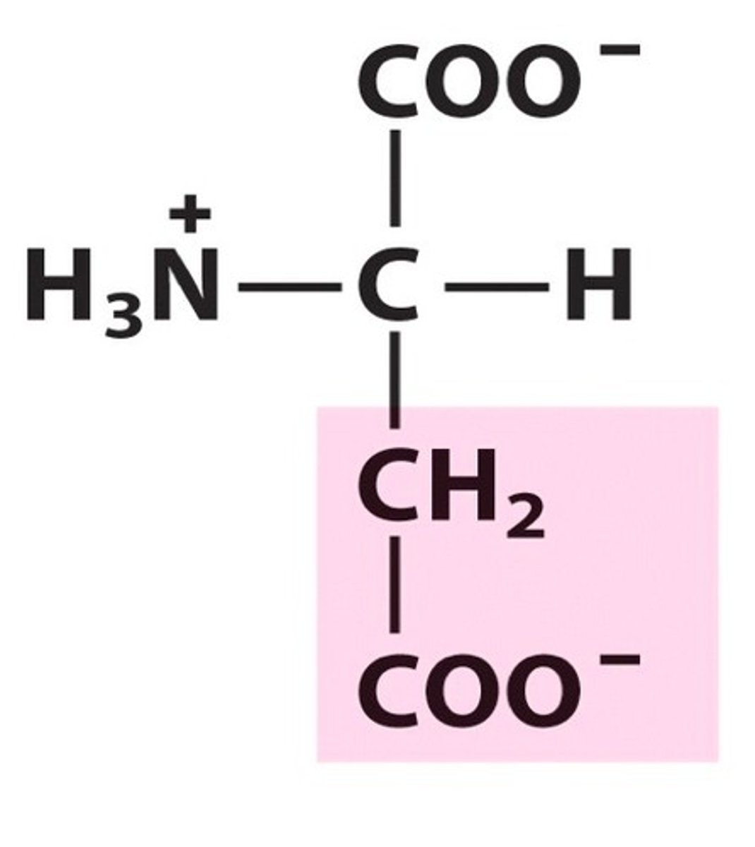 <p>Polar amino acid. Negatively charged. Acidic. [Asp, D]</p>