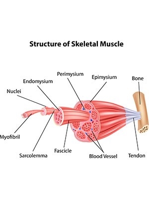 <p>skeletal muscle</p>