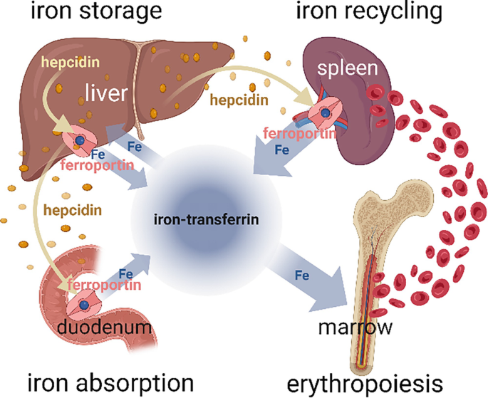 <p>The liver with lesser amounts present in the spleen and bone marrow</p>