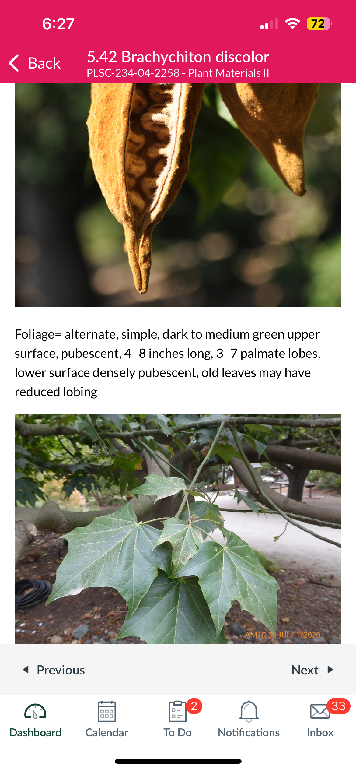 <p>Queensland lacebark </p>