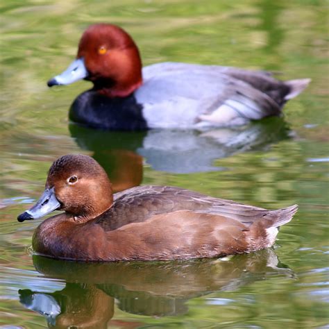 Rounded head, steep forehead, blue-gray bill

Male: bright red head, darker grey body

Females: pale warm brown overall