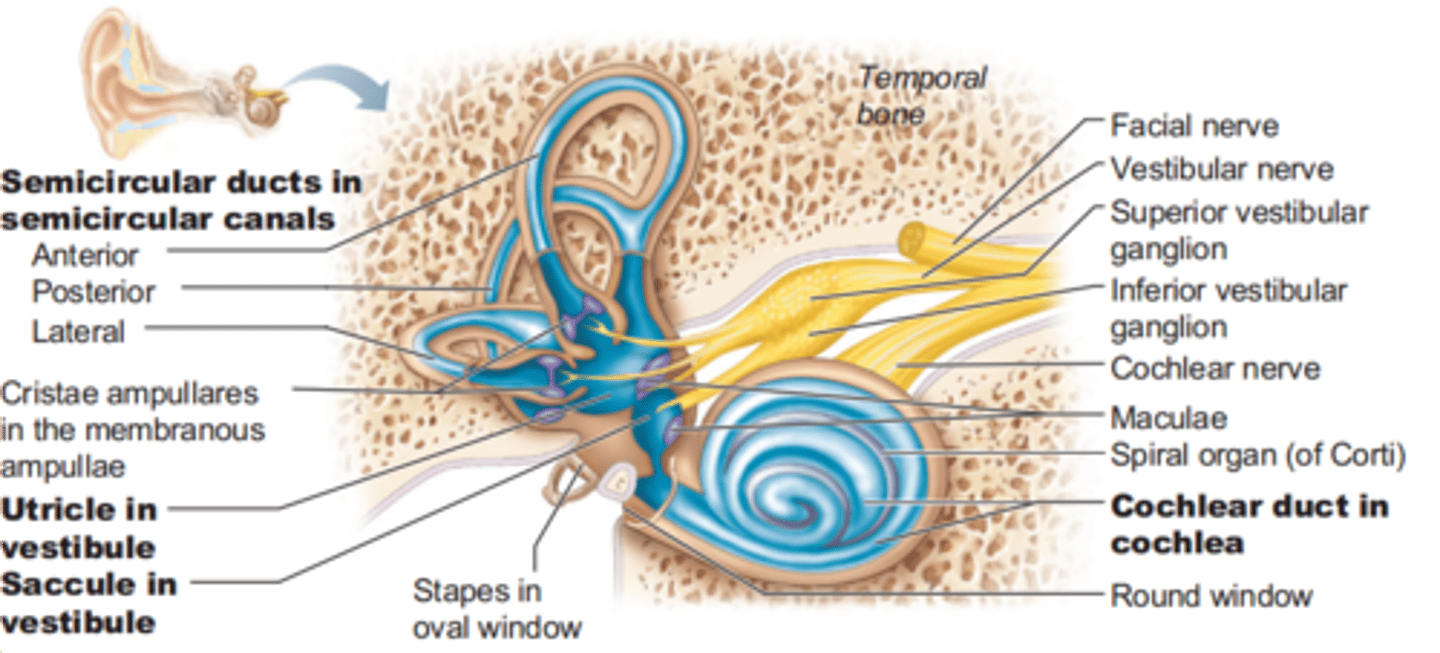 <p>cochlea, vestibule, semicircular canals</p>
