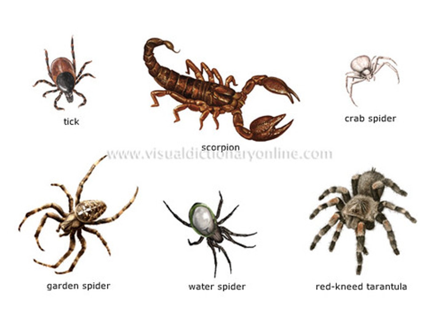 <p>Spiders, Scorpions, Ticks, Mites, Horseshoe Crabs Sea Spiders (74,000; largely terrestrial)</p><p>All appendages attached to cephalothorax; none on head</p><p>First pair (chelicerae) are feeding organs (fangs)</p><p>Second pair (pedipalps) function in feeding or sensory</p>