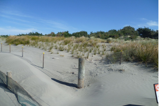 <p><mark data-color="green">Maram grass </mark>is planted and the <mark data-color="green">roots help bind the dunes</mark>, <mark data-color="green">protecting land behind</mark>. Sand acts as a<mark data-color="green"> barrier between land and sea</mark>. Fences can also be put in place to catch the wind too - <mark data-color="green">reduce wind erosion</mark>.</p>