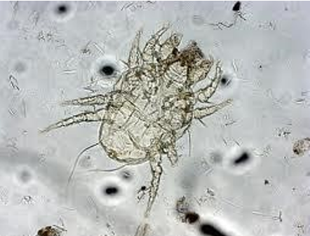 <p>What is Cheyletiella commonly known as?</p>