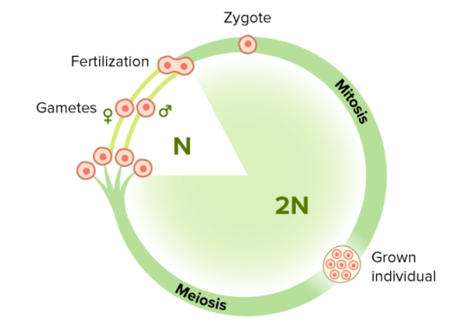 <p>majority of life spend as diploid adults</p><p>meiosis produces haploid gametes</p><p>fertilization forms diploid zygote</p><p>mitosis and cytokinesis produce two diploid cells</p>