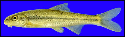 <p>Endemic<span> to the </span>Colorado<span>, </span>Guadalupe<span>, and </span>San Antonio<span> river drainages in </span>Texas<span>.</span></p>