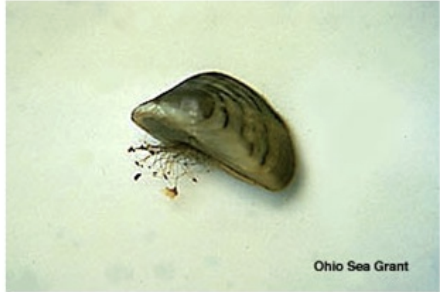 <p>Aquatic Nuisance Animals</p>