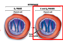 <p>Organelle Duplication</p><ul><li><p>Organelles and molecules are duplicated for Mitosis (cell division)</p></li></ul>