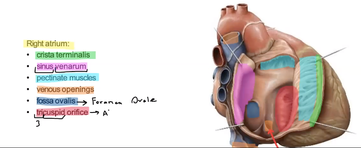 <p>dark blue, on the intratrial septum</p>