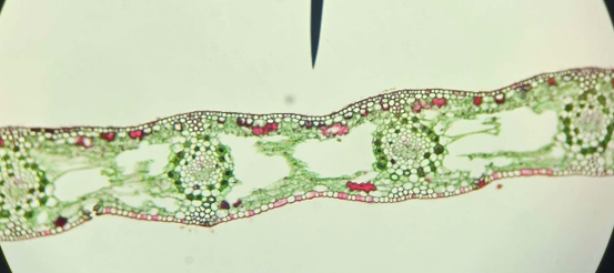 <p>Which structure is being shown?</p>