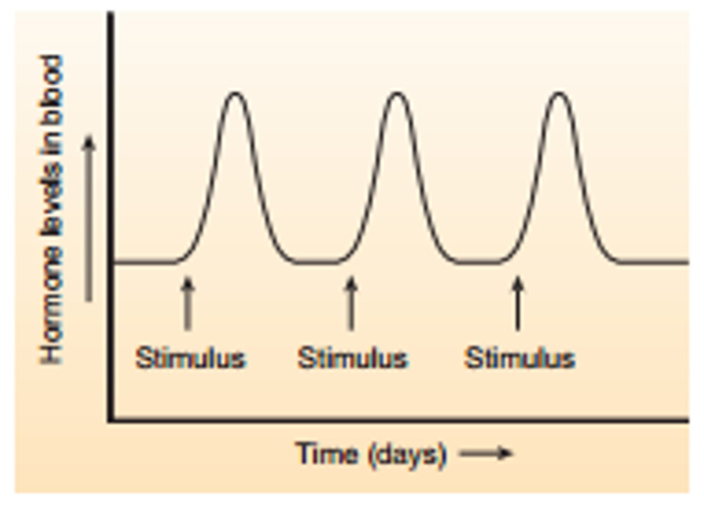 <p>Regular/cyclic pattern of hormone release.</p><p>Like LH, FSL, oestrogen and progesterone.</p><p>Often longer lasting.</p>