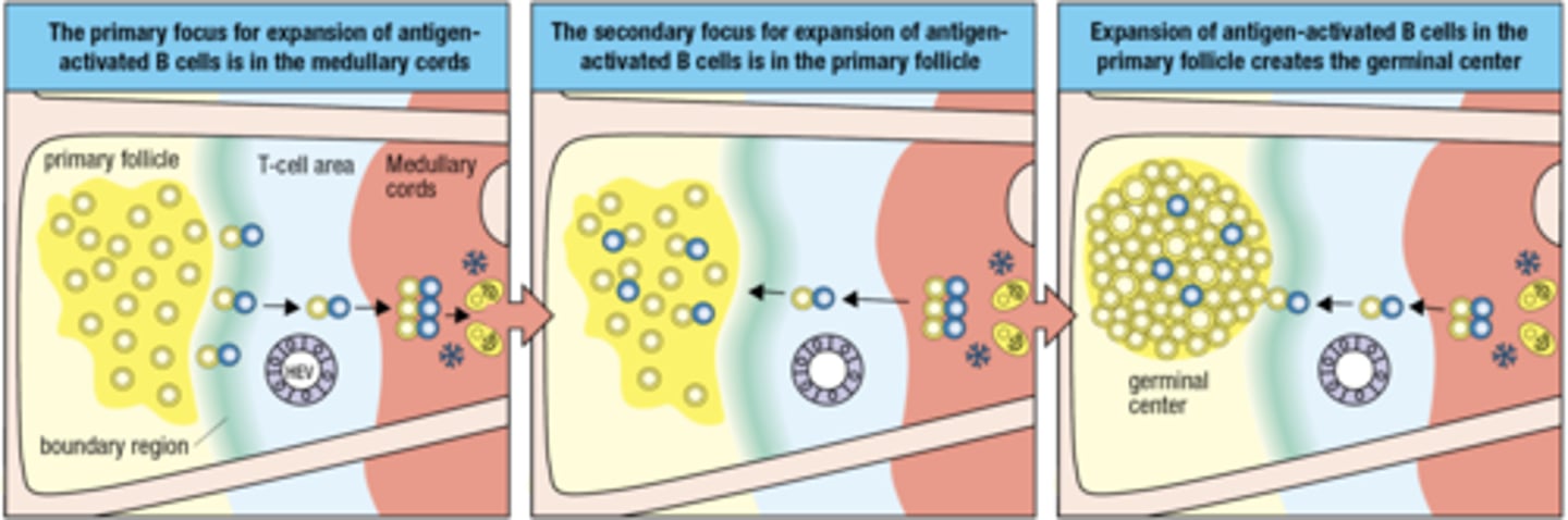 <p>the second focus is for expansion of ag- activated B cells in the primary follicle</p>