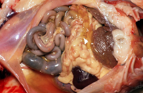 <p>Abdomen as a whole (peritoneal contents) from a 3-month-old, male, purebred Himalayan cat. Clinical history: The cat was recently rehomed. Ocular exam revealed anterior uveitis. The cat has a potbellied appearance with a palpable fluid wave (intra-abdominal fluid). Morph? Name of disease? Cause?</p>
