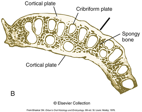 <p>The layer of compact bone on the buccal or lingual surface. Radiographically, the cortical plate cannot be seen because it is only on the buccal and lingual sides of the socket.</p>