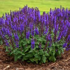 <p><span>Salvia nemorosa cv. / Meadow Sage</span></p>