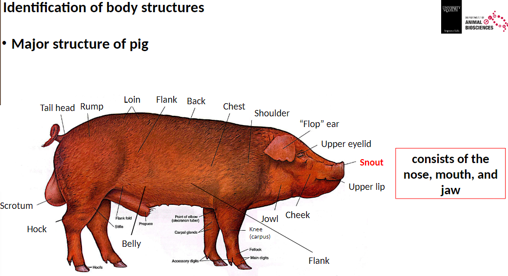 <p><strong>Snout</strong><br>āConsists of the nose, mouth, and jaws</p>