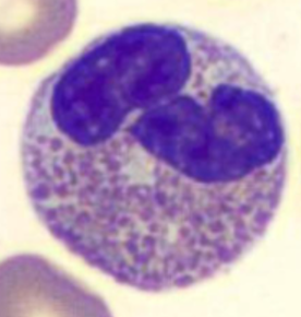 <p>Name the cell</p>