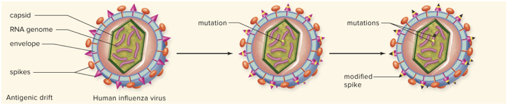 <ul><li><p>Small changes in surface spikes on virus makes it harder for immune system virus recognize it as a known pathogen (or make vaccines less effective)</p></li><li><p>Mutations caused by sloppy proofreading by copying enzymes</p></li></ul>