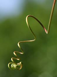 <ul><li><p>curls up and forms vines</p></li><li><p>modified leaf</p></li></ul>